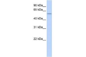 SRP54 antibody used at 1 ug/ml to detect target protein. (SRP54 antibody  (Middle Region))