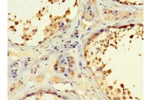 Immunohistochemistry of paraffin-embedded human testis tissue using ABIN7167050 at dilution of 1:100 (RSPH9 antibody  (AA 62-171))