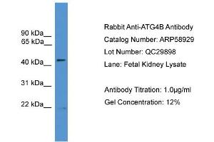 WB Suggested Anti-ATG4B  Antibody Titration: 0. (ATG4B antibody  (N-Term))