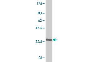 Western Blot detection against Immunogen (35. (ZSCAN21 antibody  (AA 136-224))