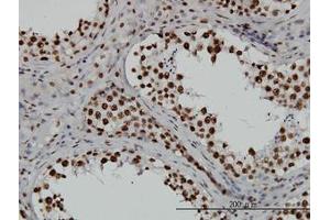 Image no. 4 for anti-TATA Box Binding Protein Associated Factor 11 (TAF11) (AA 158-211) antibody (ABIN598955) (TAF11 antibody  (AA 158-211))