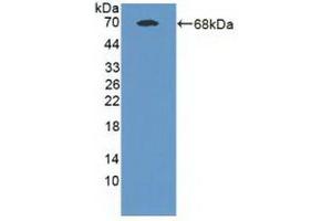Detection of Recombinant MAN1A1, Human using Polyclonal Antibody to Mannosidase Alpha Class 1A Member 1 (MAN1A1) (MAN1A1 antibody  (AA 322-653))