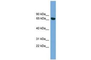 Image no. 1 for anti-Protein Kinase C, iota (PRKCI) (AA 215-264) antibody (ABIN6745618) (PKC iota antibody  (AA 215-264))
