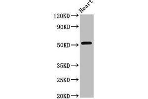 Western Blot Positive WB detected in: Rat heart tissue All lanes: RGS6 antibody at 8 μg/mL Secondary Goat polyclonal to rabbit IgG at 1/50000 dilution Predicted band size: 55, 57, 54, 50, 51, 53, 52, 41, 56 kDa Observed band size: 55 kDa (RGS6 antibody  (AA 177-262))