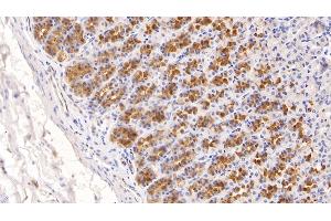 Detection of ADPN in Rat Stomach Tissue using Monoclonal Antibody to Adiponectin (ADPN) (ADIPOQ antibody  (AA 111-244))