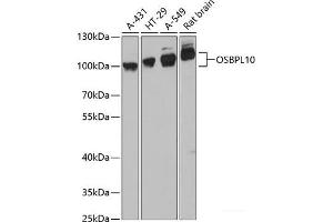 OSBPL10 antibody