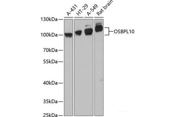 OSBPL10 antibody