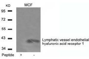 Western blot analysis of extracts from MCF cells using Lymphatic vessel endothelial hyaluronic acid receptor 1and the same antibody preincubated with blocking peptide.
