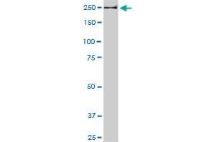 USP9X monoclonal antibody (M05A), clone 5D7. (USP9X antibody  (AA 1-90))