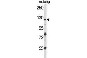 VPS54 Antibody (Center) western blot analysis in mouse lung tissue lysates (35 µg/lane). (VPS54 antibody  (Middle Region))