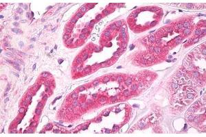 Anti-EIF3G antibody IHC staining of human kidney. (EIF3G antibody  (AA 200-250))