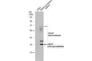 WB Image K562 whole cell and membrane extracts (30 μg) were separated by 10% SDS-PAGE, and the membrane was blotted with CD147 antibody [N2C3] , diluted at 1:500. (CD147 antibody)