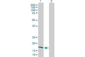 Western Blot analysis of EEF1E1 expression in transfected 293T cell line by EEF1E1 MaxPab polyclonal antibody. (EEF1E1 antibody  (AA 1-174))