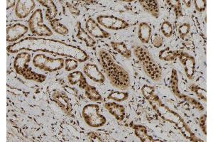 ABIN6272300 at 1/100 staining Human kidney tissue by IHC-P. (FOXR1 antibody  (C-Term))