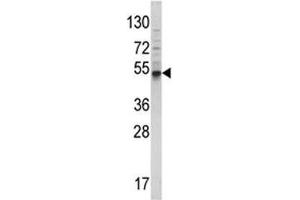 Western blot analysis of BMP3 antibody and 293 lysate. (BMP3 antibody  (AA 8-36))