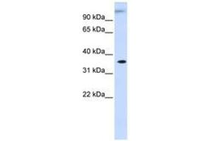 Image no. 1 for anti-Dihydrodiol Dehydrogenase (Dimeric) (DHDH) (AA 252-301) antibody (ABIN6741277) (DHDH antibody  (AA 252-301))