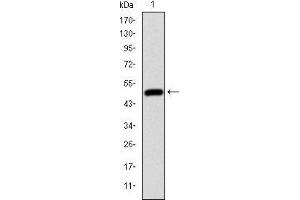 Western blot analysis using HFE mAb against human HFE (AA: 125-282) recombinant protein.