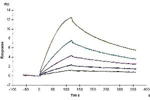 Mouse GFRAL, His Tag immobilized on CM5 Chip can bind Mouse GDF15, His Tag with an affinity constant of 0. (GDF15 Protein (AA 189-303) (His tag))