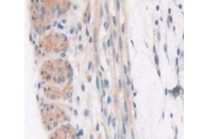 IHC-P analysis of Kidney tissue, with DAB staining. (COL6a3 antibody  (AA 2009-2205))