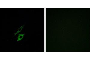 Peptide - +Immunofluorescence analysis of A549 cells, using FPR1 antibody. (FPR1 antibody  (Internal Region))