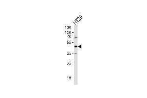 Western blot analysis of lysate from HT29 cell line,using RNH1 Antibody (C-term) (ABIN656371 and ABIN2845666). (RNH1 antibody  (C-Term))