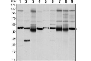 Western blot analysis using FOXD3 mouse mAb against NTERA-1 (1),HUVE-12 (2), HEK293 (3), Hela (4), Jurkat (5), NIH/3T3 (6), K562 (7), RAW264. (FOXD3 antibody)