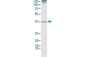 Western Blotting (WB) image for anti-Purine-Rich Element Binding Protein A (PURA) (AA 183-292) antibody (ABIN519543)
