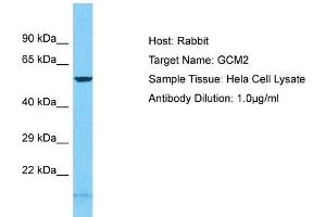 Host: Rabbit Target Name: GCM2 Sample Tissue: Human Hela Whole Cell Antibody Dilution: 1ug/ml (GCM2 antibody  (N-Term))