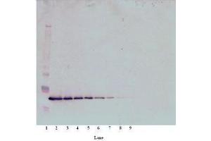 Image no. 1 for anti-Thrombopoietin (THPO) antibody (ABIN465842) (Thrombopoietin antibody)