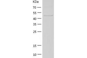 Western Blotting (WB) image for EGF like repeats and discoidin domains 3 (DEL1) (AA 16-470) protein (His tag) (ABIN7284505) (EDIL3 Protein (AA 16-470) (His tag))