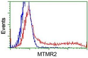 Image no. 2 for anti-Myotubularin Related Protein 2 (MTMR2) antibody (ABIN1499591)