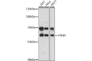 Western blot analysis of extracts of various cell lines, using CREB5 antibody (ABIN7266056) at 1:3000 dilution.