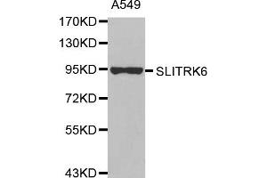 Western Blotting (WB) image for anti-SLIT and NTRK-Like Family, Member 6 (SLITRK6) antibody (ABIN1875604) (SLITRK6 antibody)