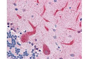 Anti-QSOX2 antibody IHC of human brain, cerebellum. (QSOX2 antibody  (C-Term))