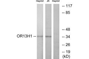 Western blot analysis of extracts from HepG2 cells and Jurkat cells, using OR13H1 antibody.