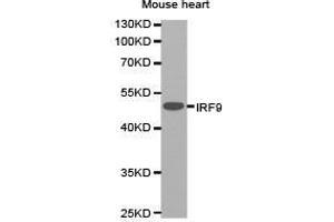 Western Blotting (WB) image for anti-Interferon Regulatory Factor 9 (IRF9) antibody (ABIN1873277)