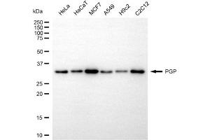 anti-Phosphoglycolate Phosphatase (PGP) antibody