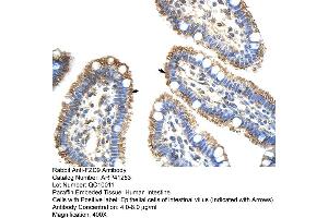 Rabbit Anti-FZD9 Antibody  Paraffin Embedded Tissue: Human Intestine Cellular Data: Epithelial cells of intestinal villas Antibody Concentration: 4. (FZD9 antibody  (N-Term))