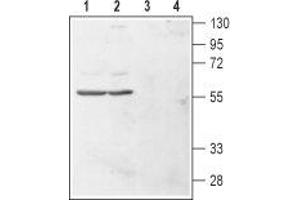 Western blot analysis of human chronic myelogenous leukemia (K562) (lanes 1 and 3) and human promyelocytic leukemia (HL-60) (lanes 2 and 4) cell lysates: - 1,2. (HRH4 antibody  (1st Extracellular Loop))