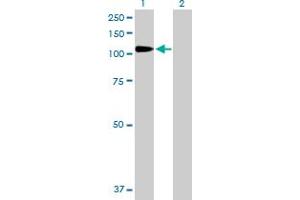 Western Blot analysis of DPP4 expression in transfected 293T cell line by DPP4 MaxPab polyclonal antibody.