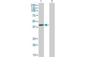 Western Blot analysis of TMOD3 expression in transfected 293T cell line by TMOD3 MaxPab polyclonal antibody.