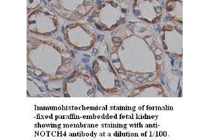 Image no. 1 for anti-Notch 4 (NOTCH4) (C-Term) antibody (ABIN791084) (NOTCH4 antibody  (C-Term))