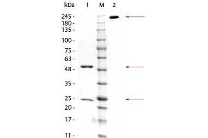 SDS-PAGE of Mouse anti-GSTZ1 Monoclonal Antibody. (GSTZ1 antibody  (GST tag))