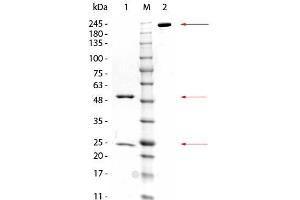 SDS-PAGE of Mouse anti-GSTZ1 Monoclonal Antibody. (GSTZ1 antibody)