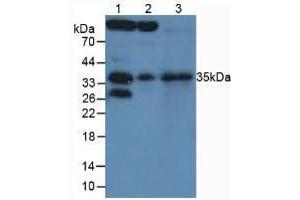 Figure. (SFRP5 antibody  (AA 45-162))