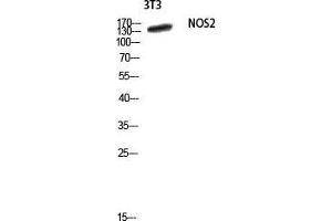 Western Blot (WB) analysis of 3T3 lysis using NOS2 antibody. (NOS2 antibody  (Thr177))