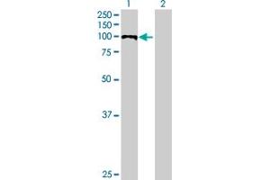 Western Blot analysis of PDCD6IP expression in transfected 293T cell line by PDCD6IP MaxPab polyclonal antibody. (ALIX antibody  (AA 1-868))