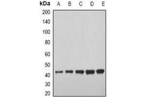 Western blot analysis of GDF8 expression in U937 (A), BT474 (B), mouse heart (C), mouse liver (D), rat skeletal muscle (E) whole cell lysates. (MSTN antibody)