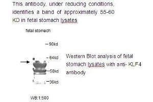 Image no. 1 for anti-Kruppel-Like Factor 4 (Gut) (KLF4) antibody (ABIN790845) (KLF4 antibody)