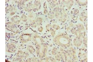 Immunohistochemistry of paraffin-embedded human salivary gland tissue using ABIN7172953 at dilution of 1:100 (TMCC1 antibody  (AA 51-300))